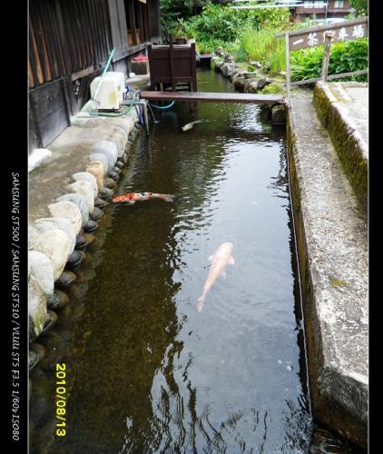 引用水溝的水養魚...